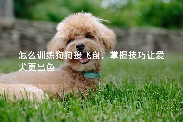 怎么训练狗狗接飞盘，掌握技巧让爱犬更出色
