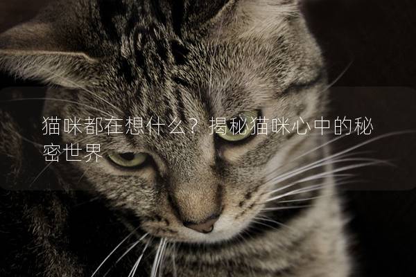 猫咪都在想什么？揭秘猫咪心中的秘密世界