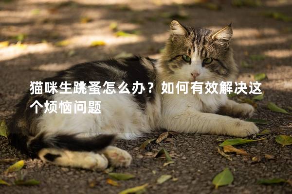 猫咪生跳蚤怎么办？如何有效解决这个烦恼问题