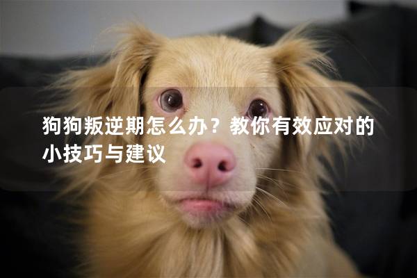 狗狗叛逆期怎么办?教你有效应对的小技巧与建议 狗狗叛逆期怎么办?教你有效应对的小技巧与建议