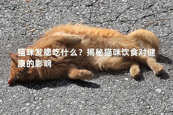 猫咪发腮吃什么？揭秘猫咪饮食对健康的影响