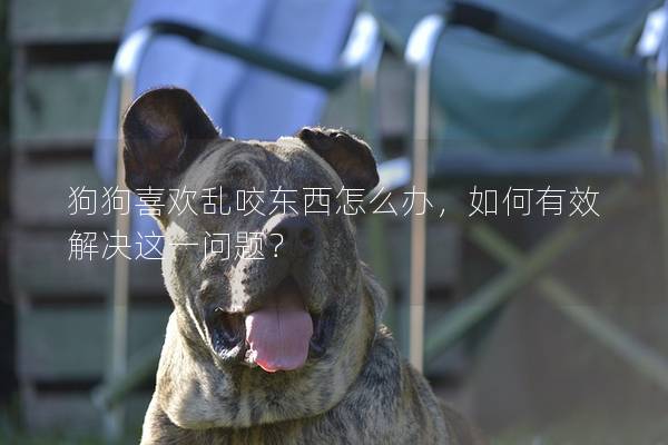 狗狗喜欢乱咬东西怎么办，如何有效解决这一问题？