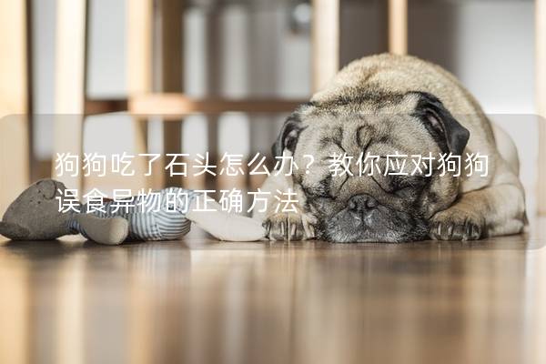 狗狗吃了石头怎么办？教你应对狗狗误食异物的正确方法