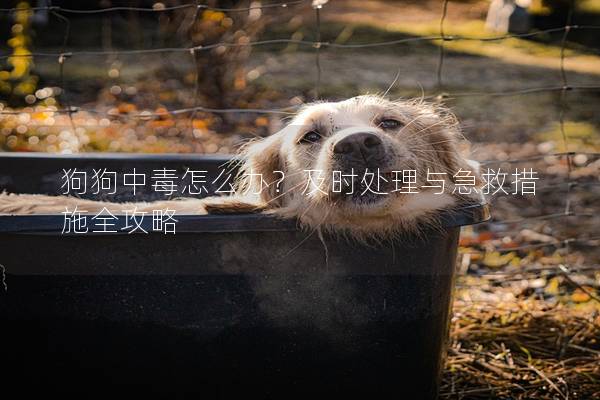 狗狗中毒怎么办？及时处理与急救措施全攻略