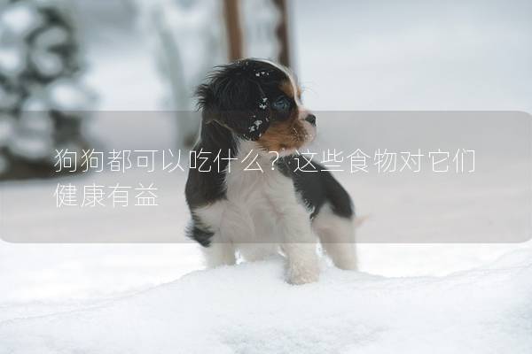 狗狗都可以吃什么?这些食物对它们健康有益 狗狗都可以吃什么?这些食物对它们健康有益