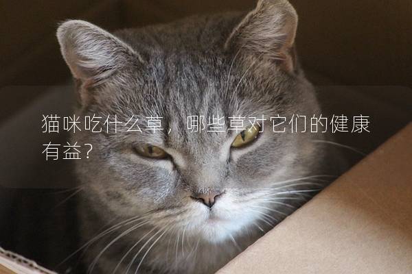 猫咪吃什么草，哪些草对它们的健康有益？