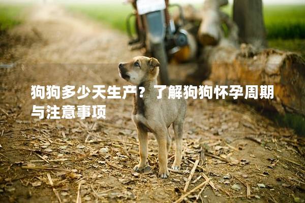 狗狗多少天生产？了解狗狗怀孕周期与注意事项