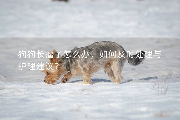 狗狗长瘤子怎么办，如何及时处理与护理建议？