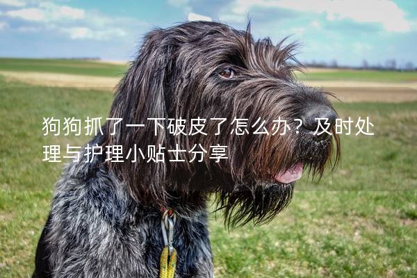 狗狗抓了一下破皮了怎么办？及时处理与护理小贴士分享