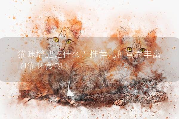 猫咪增肥吃什么？推荐几种营养丰富的猫咪食物