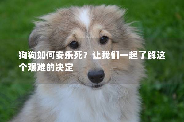 狗狗如何安乐死？让我们一起了解这个艰难的决定