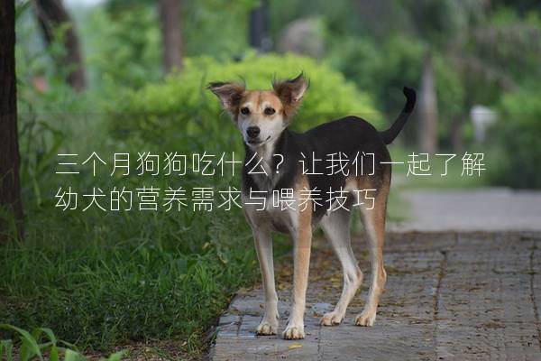 三个月狗狗吃什么？让我们一起了解幼犬的营养需求与喂养技巧