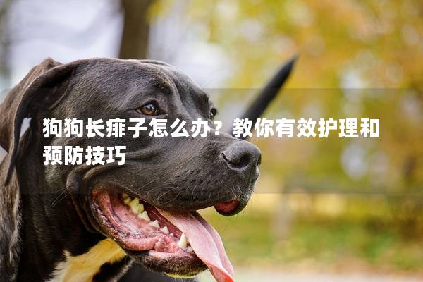 狗狗长痱子怎么办？教你有效护理和预防技巧