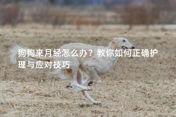 狗狗来月经怎么办？教你如何正确护理与应对技巧