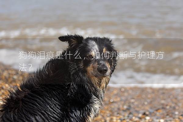 狗狗泪痕是什么，如何判断与护理方法？