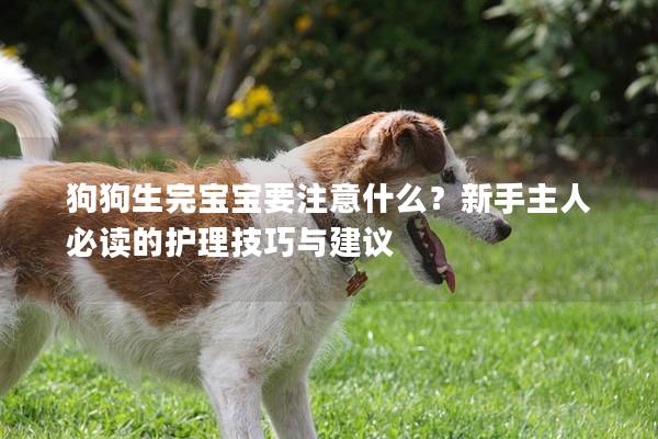 狗狗生完宝宝要注意什么？新手主人必读的护理技巧与建议
