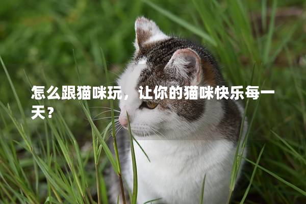 怎么跟猫咪玩，让你的猫咪快乐每一天？