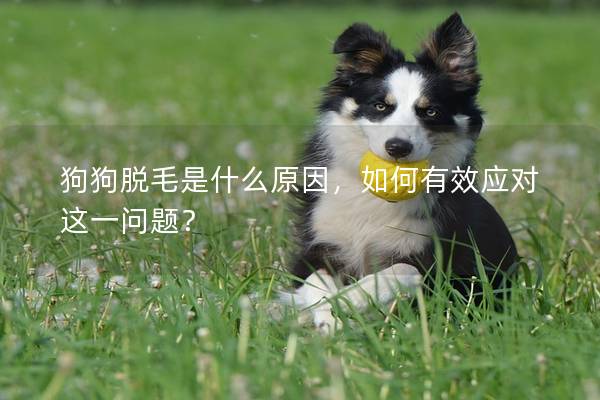 狗狗脱毛是什么原因，如何有效应对这一问题？