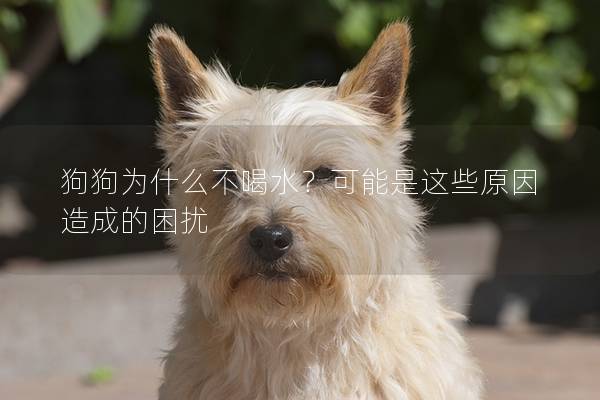 狗狗为什么不喝水？可能是这些原因造成的困扰