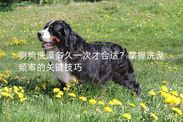 狗狗洗澡多久一次才合适？掌握洗澡频率的关键技巧