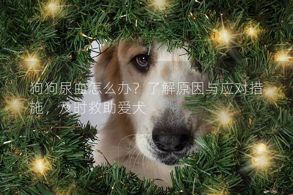 狗狗尿血怎么办？了解原因与应对措施，及时救助爱犬
