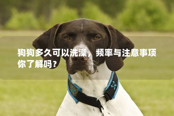 狗狗多久可以洗澡，频率与注意事项你了解吗？
