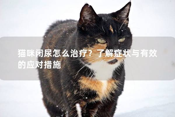 猫咪闭尿怎么治疗？了解症状与有效的应对措施