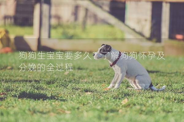 狗狗生宝宝要多久？了解狗狗怀孕及分娩的全过程