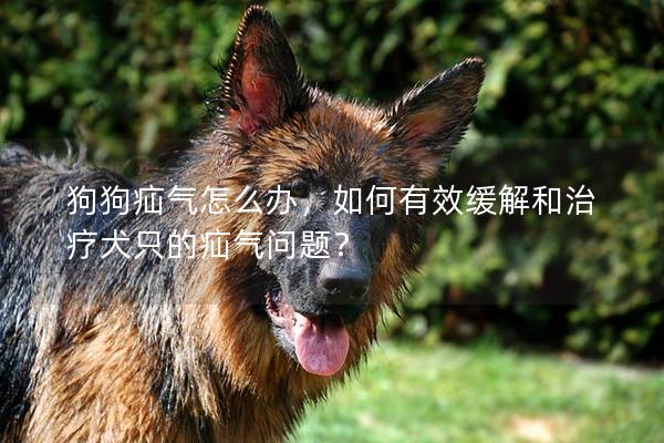 狗狗疝气怎么办，如何有效缓解和治疗犬只的疝气问题？