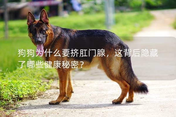 狗狗为什么要挤肛门腺，这背后隐藏了哪些健康秘密？