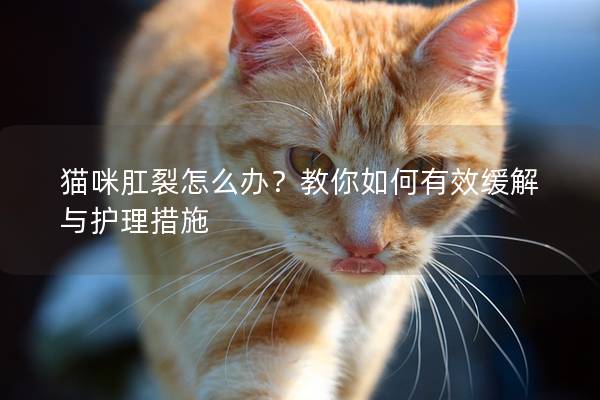 猫咪肛裂怎么办？教你如何有效缓解与护理措施