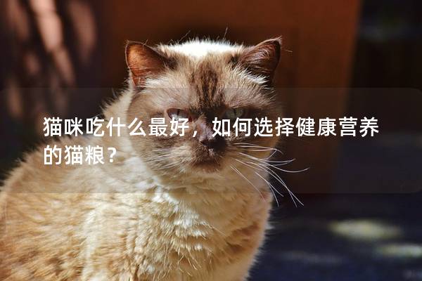 猫咪吃什么最好，如何选择健康营养的猫粮？