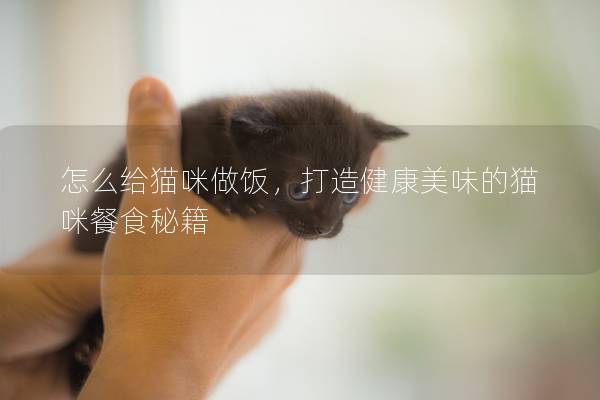 怎么给猫咪做饭，打造健康美味的猫咪餐食秘籍