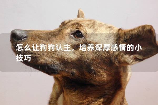 怎么让狗狗认主，培养深厚感情的小技巧