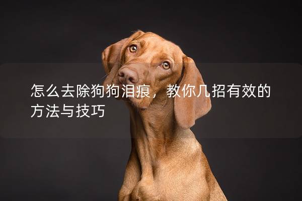 怎么去除狗狗泪痕，教你几招有效的方法与技巧