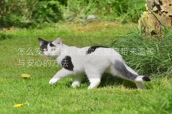 怎么安慰猫咪，给你的爱猫带来温暖与安心的方法