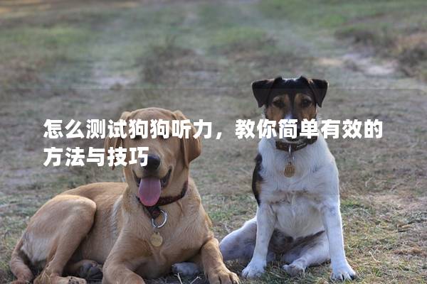 怎么测试狗狗听力，教你简单有效的方法与技巧