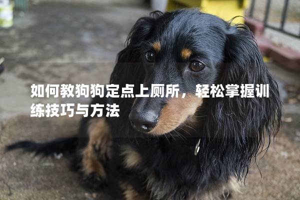 如何教狗狗定点上厕所，轻松掌握训练技巧与方法