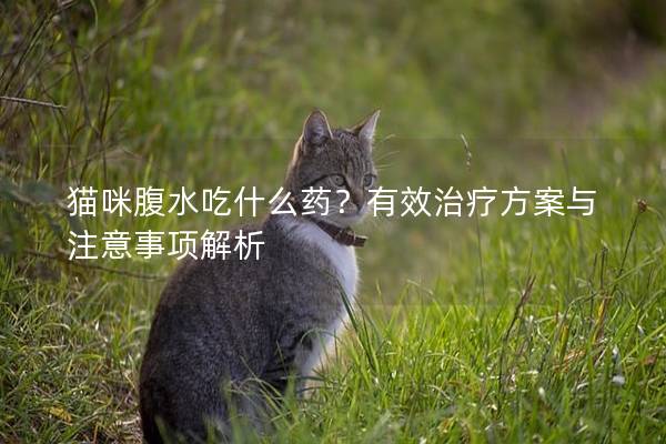 猫咪腹水吃什么药？有效治疗方案与注意事项解析