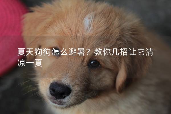 夏天狗狗怎么避暑？教你几招让它清凉一夏