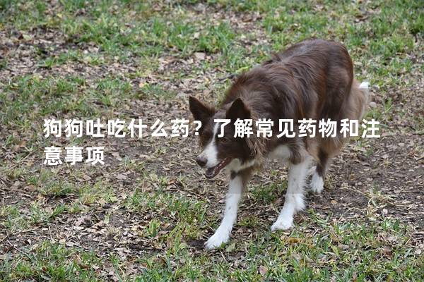 狗狗吐吃什么药？了解常见药物和注意事项