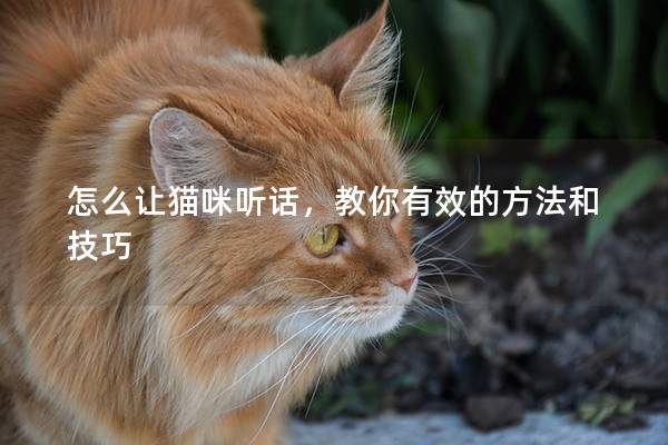 怎么让猫咪听话，教你有效的方法和技巧