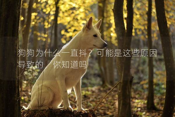 狗狗为什么一直抖？可能是这些原因导致的，你知道吗