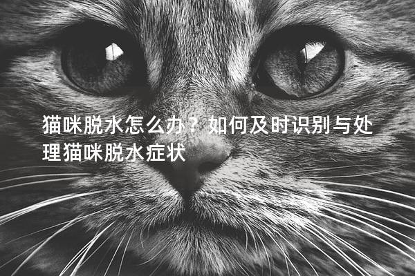猫咪脱水怎么办？如何及时识别与处理猫咪脱水症状