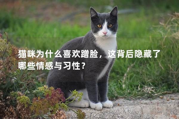 猫咪为什么喜欢蹭脸，这背后隐藏了哪些情感与习性？