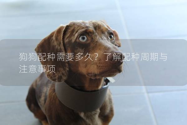狗狗配种需要多久？了解配种周期与注意事项