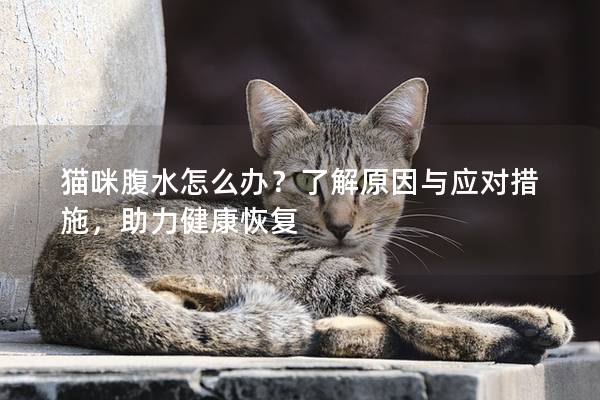 猫咪腹水怎么办？了解原因与应对措施，助力健康恢复