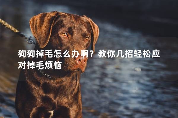狗狗掉毛怎么办啊？教你几招轻松应对掉毛烦恼