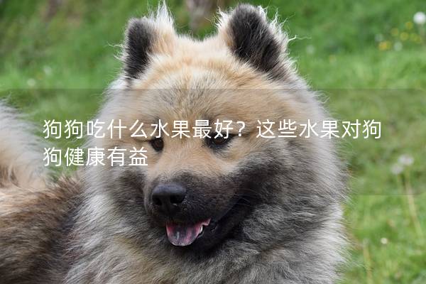 狗狗吃什么水果最好?这些水果对狗狗健康有益 狗狗吃什么水果最好?这些水果对狗狗健康有益