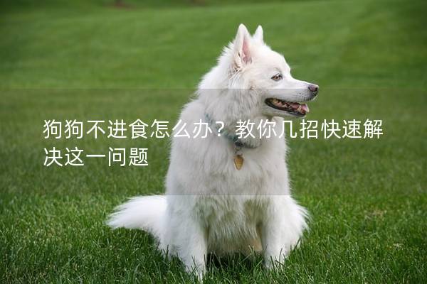 狗狗不进食怎么办？教你几招快速解决这一问题